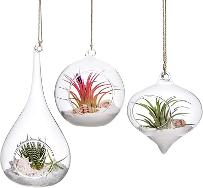 Mkouo 3 Pack Glass Hanging Planter Terrarium Vase for Succulents & Air Plants
