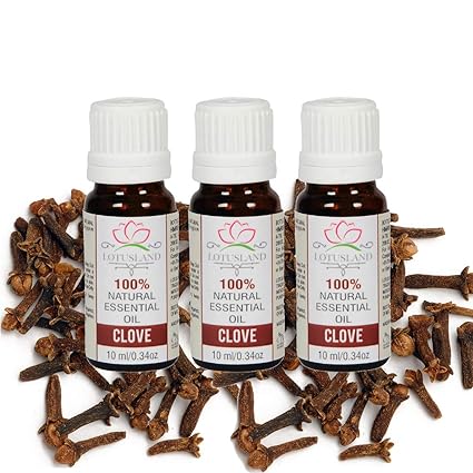 Lotusland 100% Pure & Natural Clove Oil (Pack of 3, 10 ml)