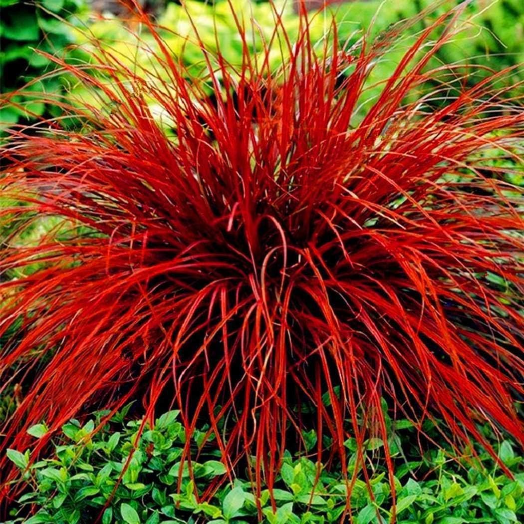 Halffle flowerseeds- Blue Winged 'Silver Lake' Colorful Ornamental Grass Seeds Hardy Perennial Winged Plants Easy to Care Lawn Seeds for Garden/rockeries