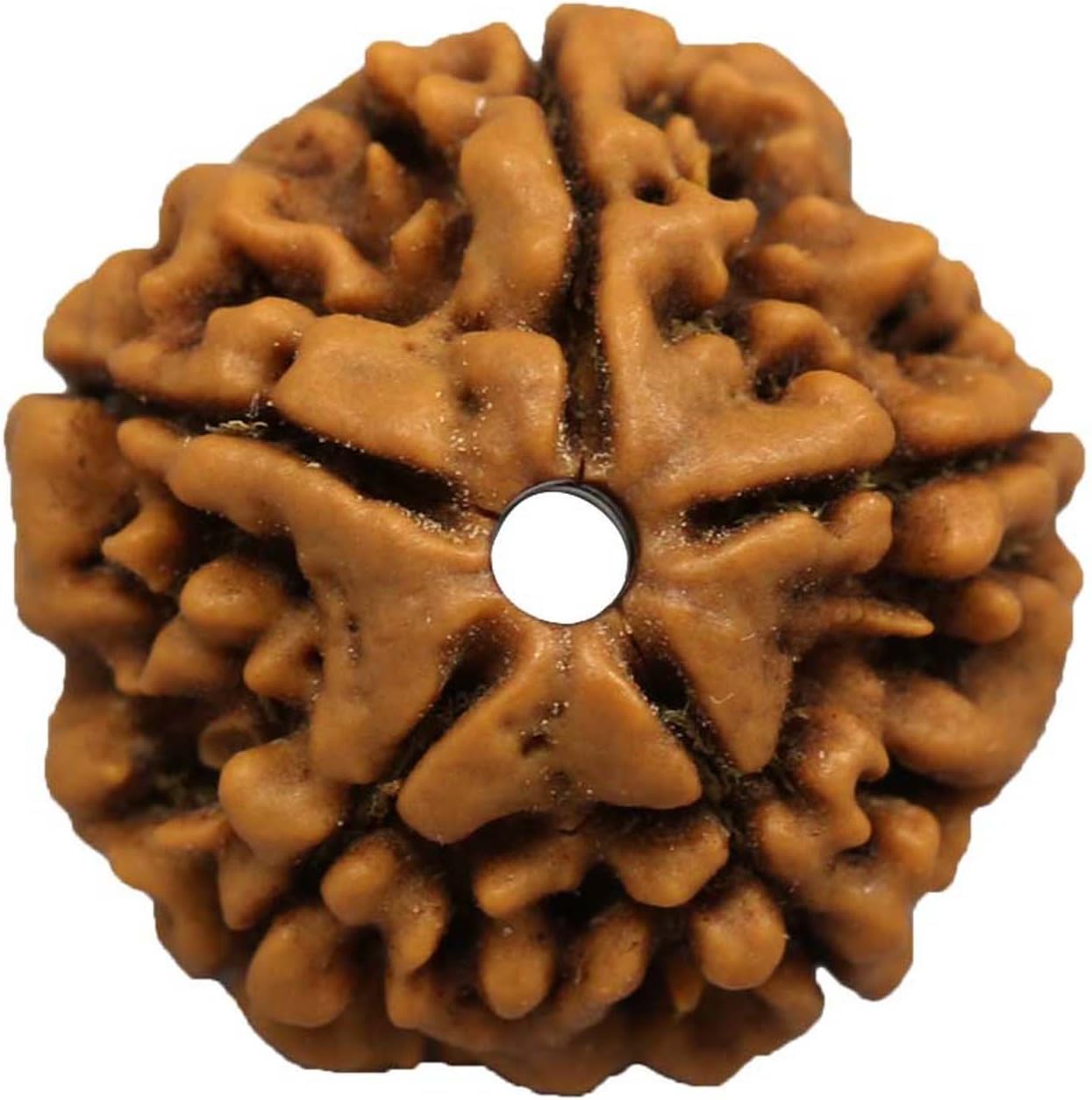 Rashi Ratan Bhagya 5 Mukhi (Five Mukhi) Nepal Rudraksha GJSPC Certified