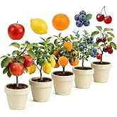 Mixrug Mix Dwarf Bonsai Fruit Tree Seeds for Planting, 40+ Apples Tree,40+ Lemon Tree Seeds,40+ Orange, 20+ Blueberry,40+ Cherry 5 Variety Individual Packs, Fruits Seeds Non-GMO Heirloom Organic