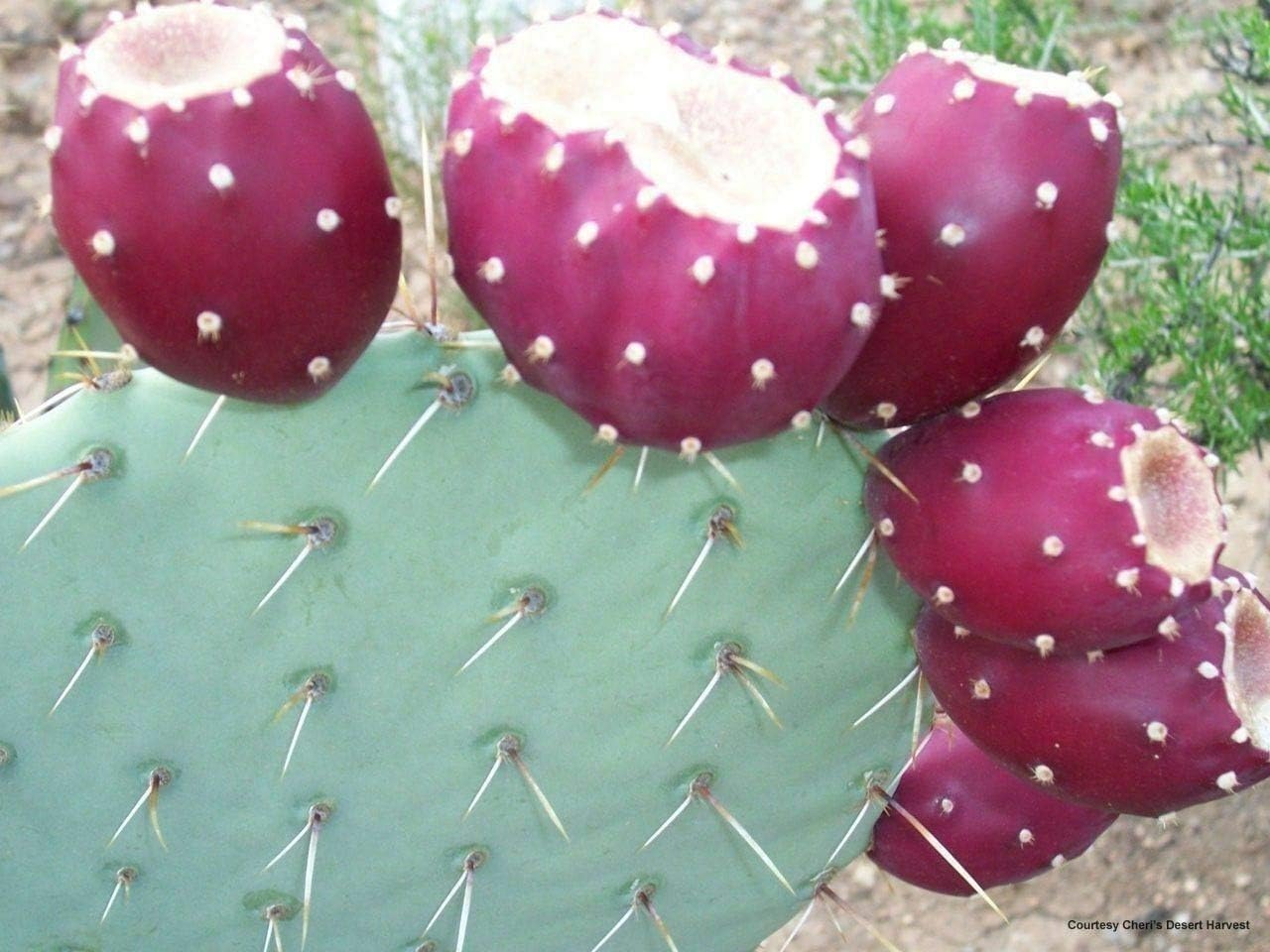Amazon Com 20 Red Cactus Prickly Pear Seeds Opuntia Ficus Indica