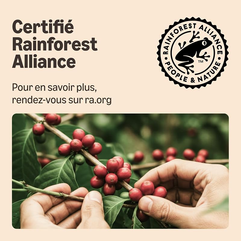 Café en Plastique Lungo Intenso Compatible Nespresso, en Capsules, Torréfaction Moyenne, 100 Unités (2 Paquets de 50) – Certifié Rainforest Alliance