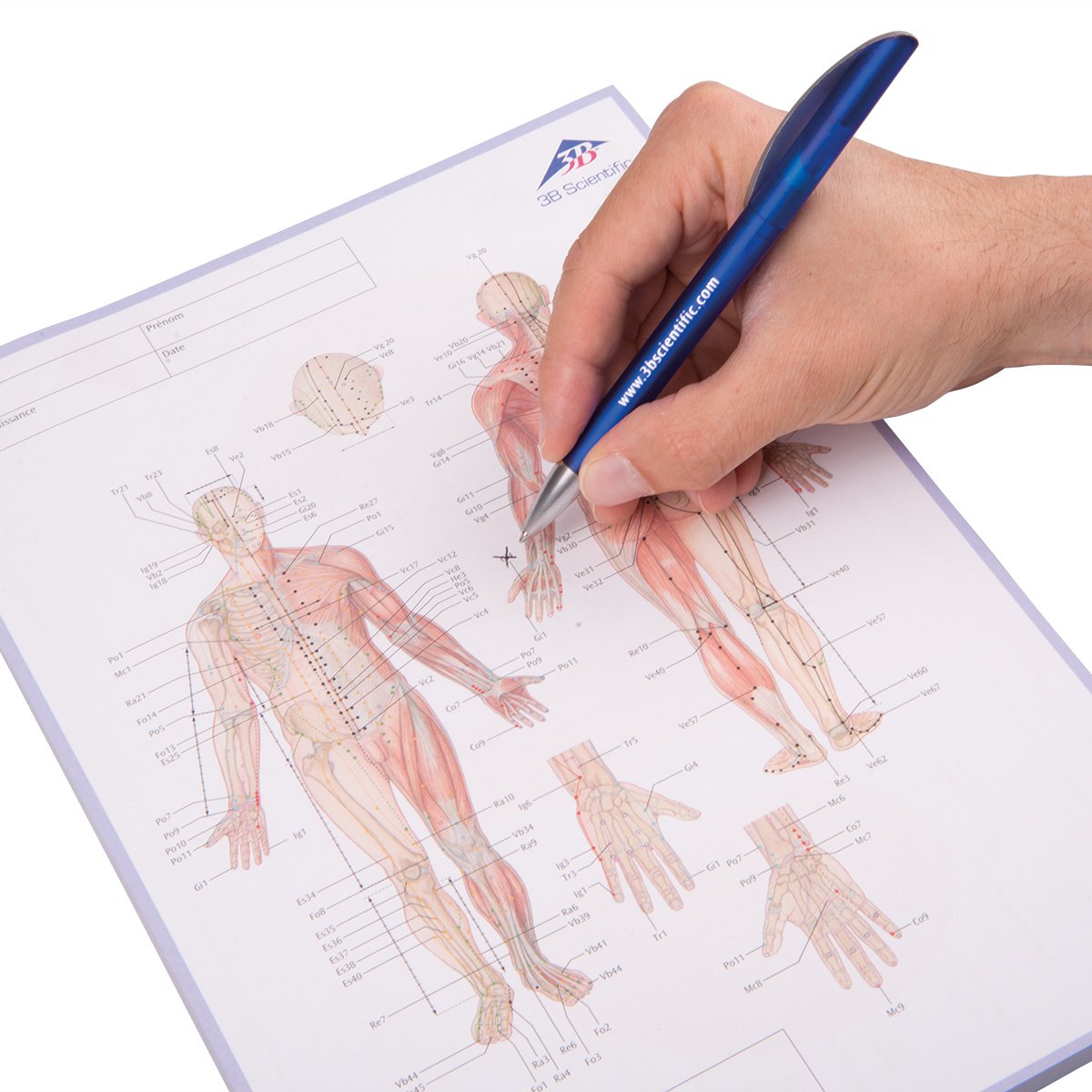 3B Scientific Meridiano Notepad in Spanish