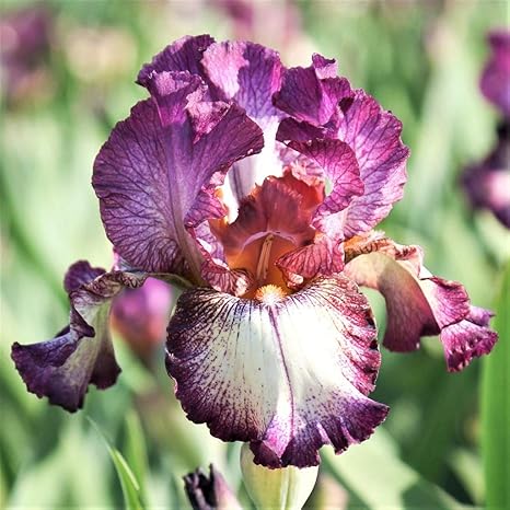 Amazon アイリス球根 花は雄大で 花の香りは上品で 花の形は蝶のように大きくて不思議で 消費者に大人気です ピンクと白 4球根 花
