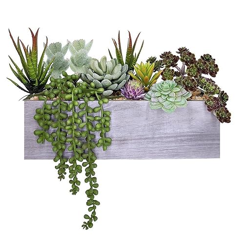 Succulent Wall Decor: Amazon.com
