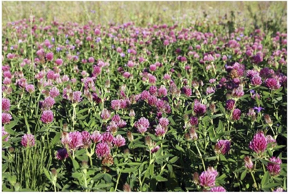 Red Clover Seed MeadowMania 100 Grams net Amazon.co.uk Garden & Outdoors