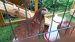 Large Eggshell Kingston Portable 7ft 100% Fox Proof 3mm 
