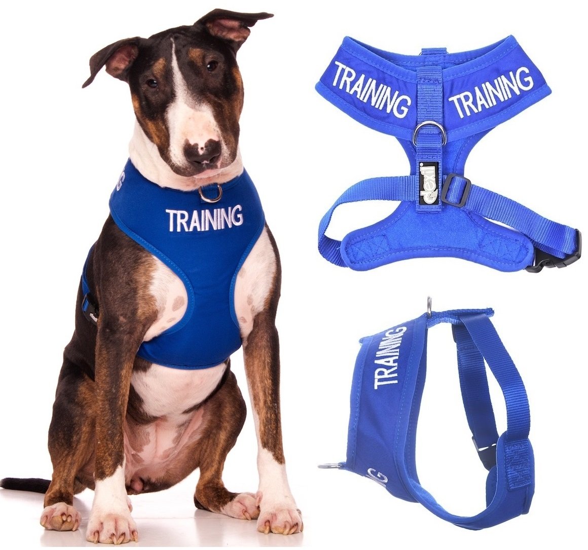 Dexil TRAINING (Dog In Training/Do Not Disturb) Blue Colour Coded Non-Pull Front and Back D Ring Padded and Waterproof Vest Dog Harness PREVENTS Accidents By Warning Others Of Your Dog In Advance (L)