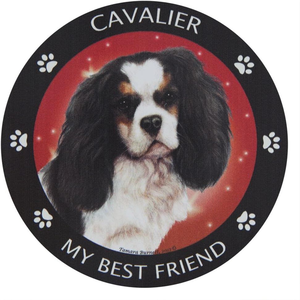 cocker cavalier