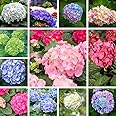 100+ Mix Hydrangea Seeds for Planting Hydrangea macrophylla Giant Snowball Hydrangea Fast Growing Shrub, Bonsai Hydrangea