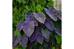 TANKDA Elephant Ear Plants, Black Colocasia Plant, Colocasia Alocasia Esculenta Taro for Indoor Outdoor Gardens, Very Cold Hardy