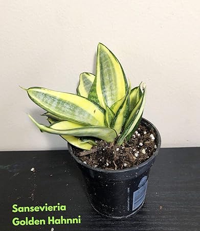 GEOPONICS Qty 20 MUL Baumschnitt Schneiden Organic von unserem Hof â€‹â€‹10' Lnge Scions