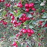CHUXAY GARDEN 60 Seeds Crataegus Monogyna