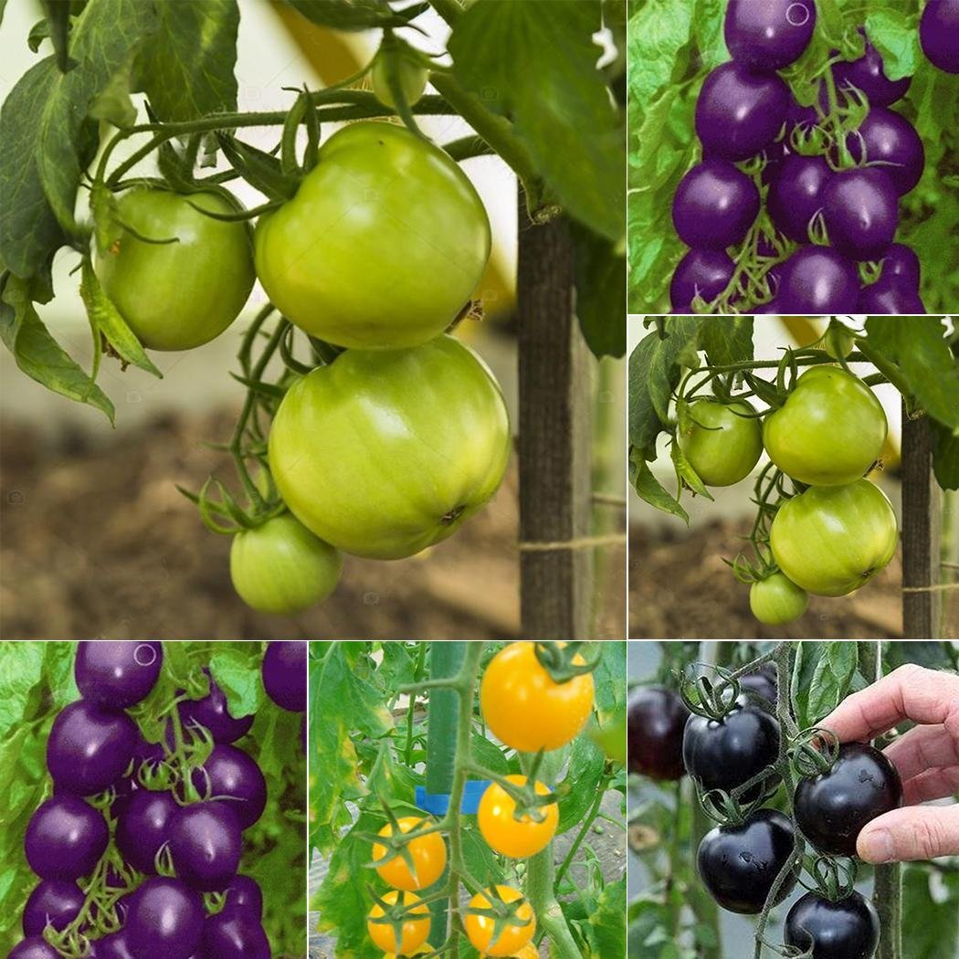 FastDirect Semillas de Tomate Verde 50 PCS Semillas de Verduras ...