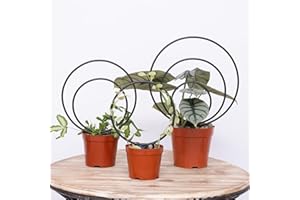 YOHSNOR Hoya Trellis Set of 3 Round Climbing Plant Supports - Small, Medium, Large - Sturdy Metal for Indoor & Outdoor Potted Plants - Easy Tool-Free Assembly - Great Choice for Plant Enthusiasts