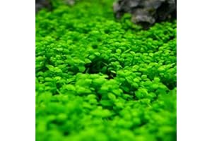 zellajake Aquarium Grass Plants Seeds Small Leaf Seeds 10G Fish Tank Aquarium Plant Aquatic Water Grass Plant Seeds Easy Grow