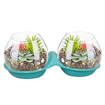 Aakriti Glass Plant Terrariums With Stand Glass Vase Plants Tea