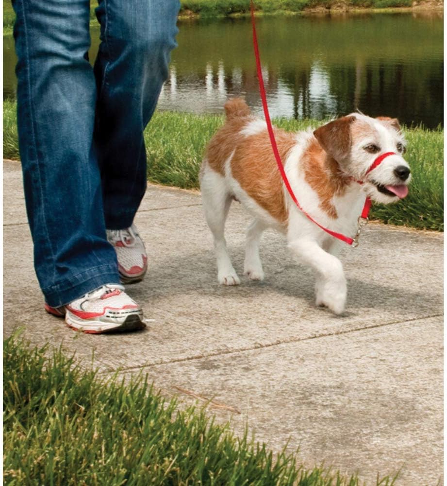Easy walk. Joyser поводок для собак walk joywalk leash l/xl зеленый. Оwnat для собак. Лабрадор ретривер шлейка. Let's go to a walk.