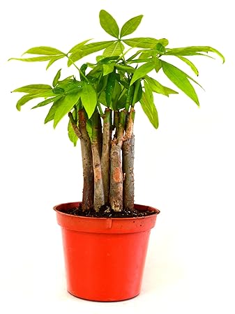 Amazon Com 9greenbox Money Tree Plants Prefect Indoor House - image unavailable