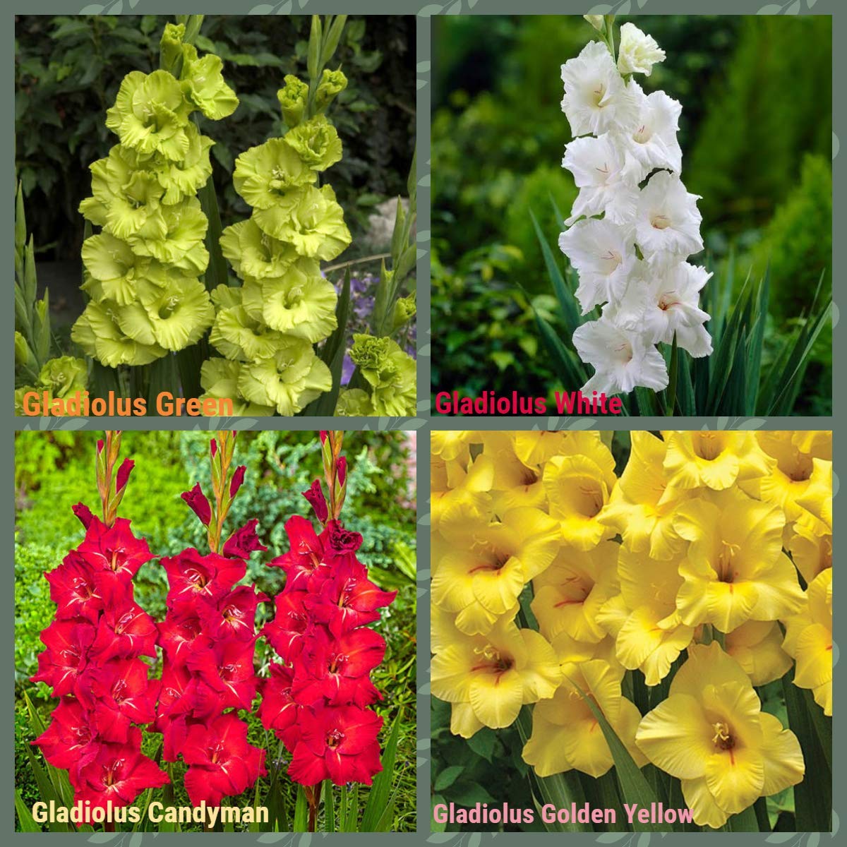 Kraft Seeds Spectacular Mixed Gladiolus Flower Bulbs Collection of 4 Bulbs for Ideally in The Spring but Can Be Planted Up Until The Autumn.