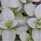 Newlands 8 Mixed Garden Herb Plug Plants – Ready to Pot, Labeled view 5