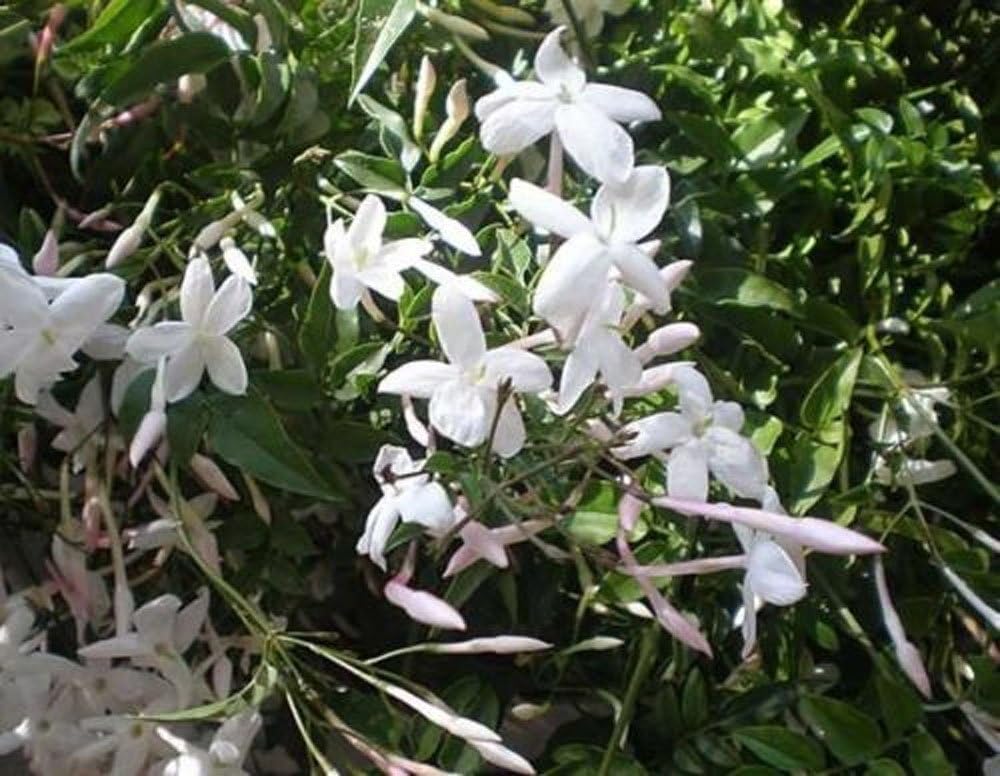 1X 3FT LARGE JASMINUM OFFICNALE CLIMBING JASMINE PLANT VERY FRAGRANT