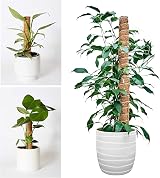 YAUNGEL Moss Pole 2 Pcs 41CM Coir Totem Pole with 20M Twist Ties view 4