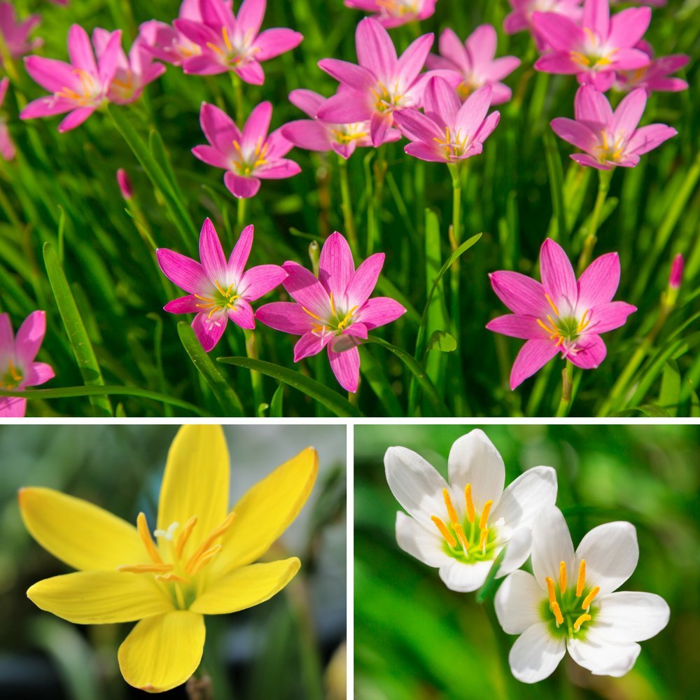 Eaglesford Slripl Zephyranthes Rain Lily And Flower Bulbs Not Seeds For Indoor Outdoor Garden Multicolour Pack Of 15 Pieces Buy Online In Guernsey At Guernsey Desertcart Com Productid 76848526