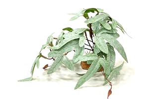 Woyrise Reptile Artificial Plants for Terrarium, Amphibian Habitat Decor Plant, Bearded Dragon Tank Decorations fit Gecko Lizard Chameleon Ball Python Snake Frog - Selliguea Hastata