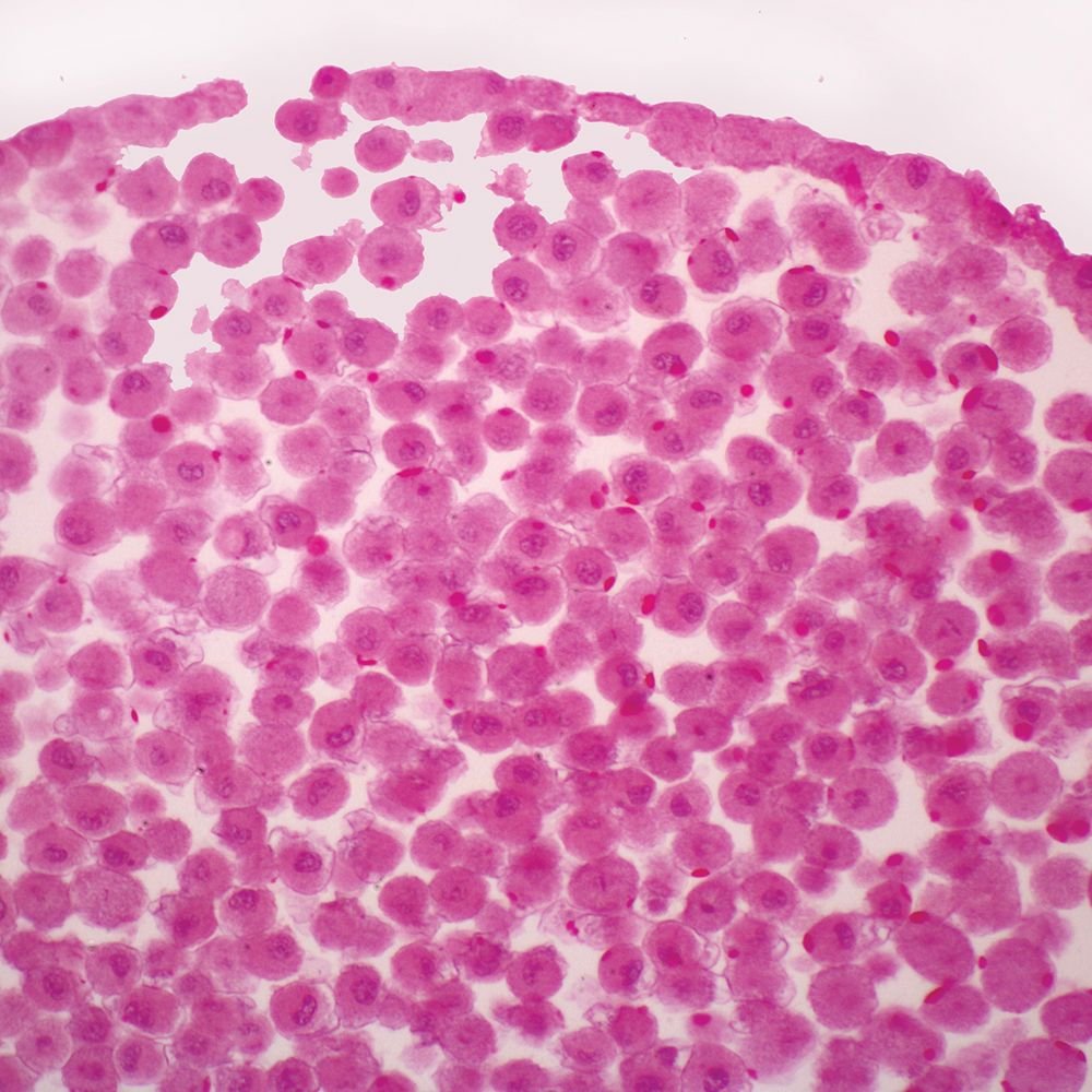 Buy Fish Blastodisc Sec 7 M H E Microscope Slide Online At Low Prices In India Amazon In