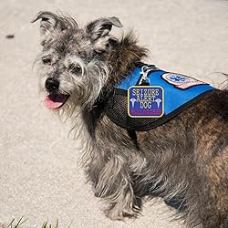 Seizure Alert Dog” Identification Patch Tag