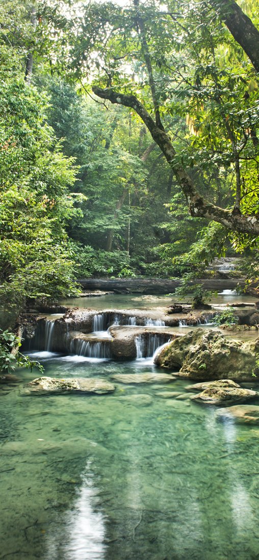 PeelitStickit Jungle Forest Wallpaper Design, Wall Mural ID-006, vinyl