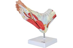Axis Scientific Foot Anatomy Model with 9 Removable and Numbered Parts, Foot Model Anatomy Ligaments, Muscles, Nerves and Arteries, Includes Study Guide, Foot Health, Body Parts Anatomy Study Tools