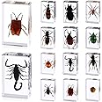 12 Pcs Insect in Resin Specimen Butterfly Bugs Collection Paperweights，12 Styles Real Bug Specimen Bug Kit Preserved in Resin for Scientific Educational Display Supplies (Insect)
