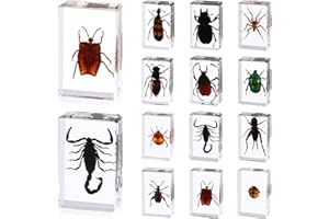 ABURRORI 12 Pcs Insect in Resin Specimen Butterfly Bugs Collection Paperweights，12 Styles Real Bug Specimen Bug Kit Preserved in Resin for Scientific Educational Display Supplies (Insect)