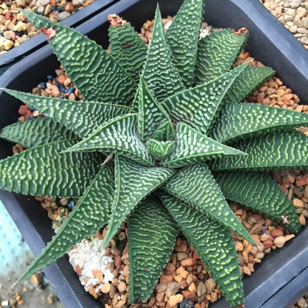 Masoke Seeds -"Lily of The Desert" Colored 100 Grain Real Aloe Vera (Aloe barbadensis) Seed First aid Plant, Miraculously Healing Powers