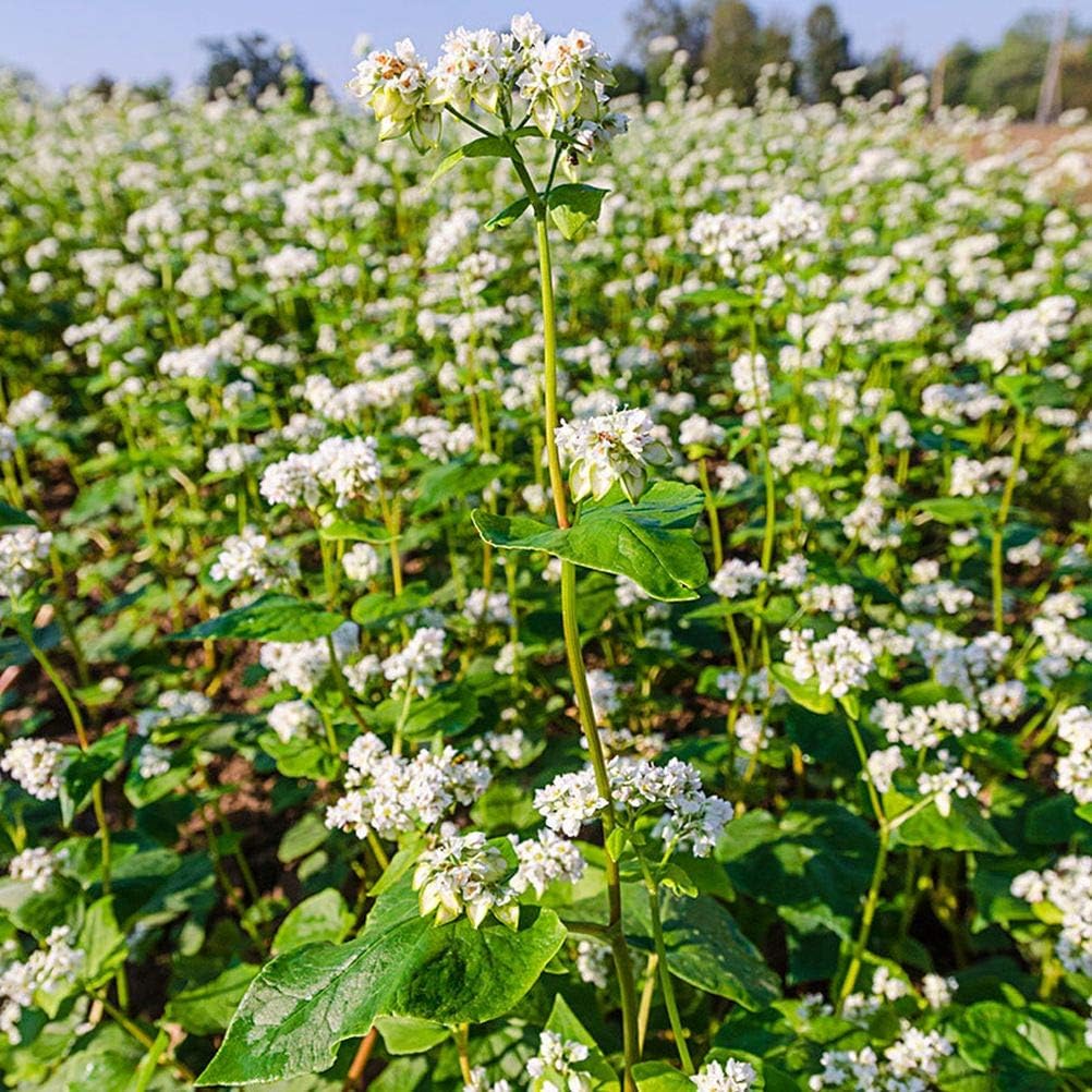 Buckwheat Cover Crop Seed to Plant in Your Garden BigaMart