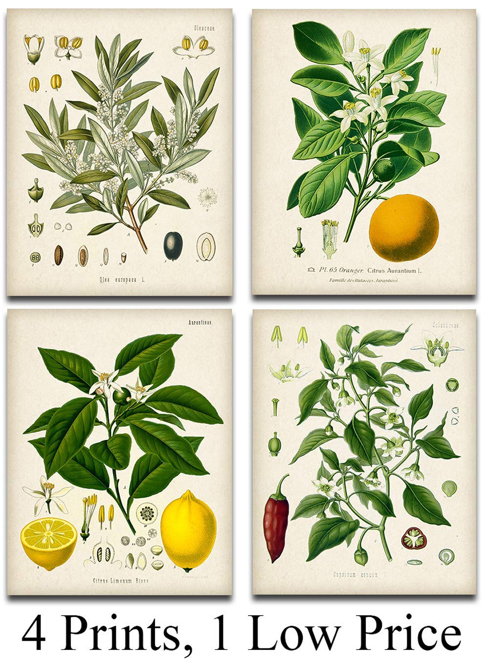 Kitchen Botanicals Illustrations - Set of 4-11x14 Unframed Art Prints - Great Kitchen Decor and Gift Under $25 for Nature Lovers