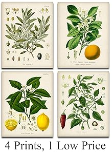 Kitchen Botanicals Illustrations - Set of 4-11x14 Unframed Art Prints - Great Kitchen Decor and Gift Under $25 for Nature Lovers