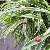 SNAIL GARDEN 60 Pcs Garden Stakes Butterflies Dragonflies Ladybugs Bees Outdoor view 7