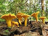 SeedsUP - 100+ Chanterelle Mushrooms Golden