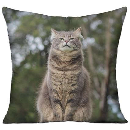 Amazon Com Cat Sit Glare Most Comfortable Throw Pillows For Couch
