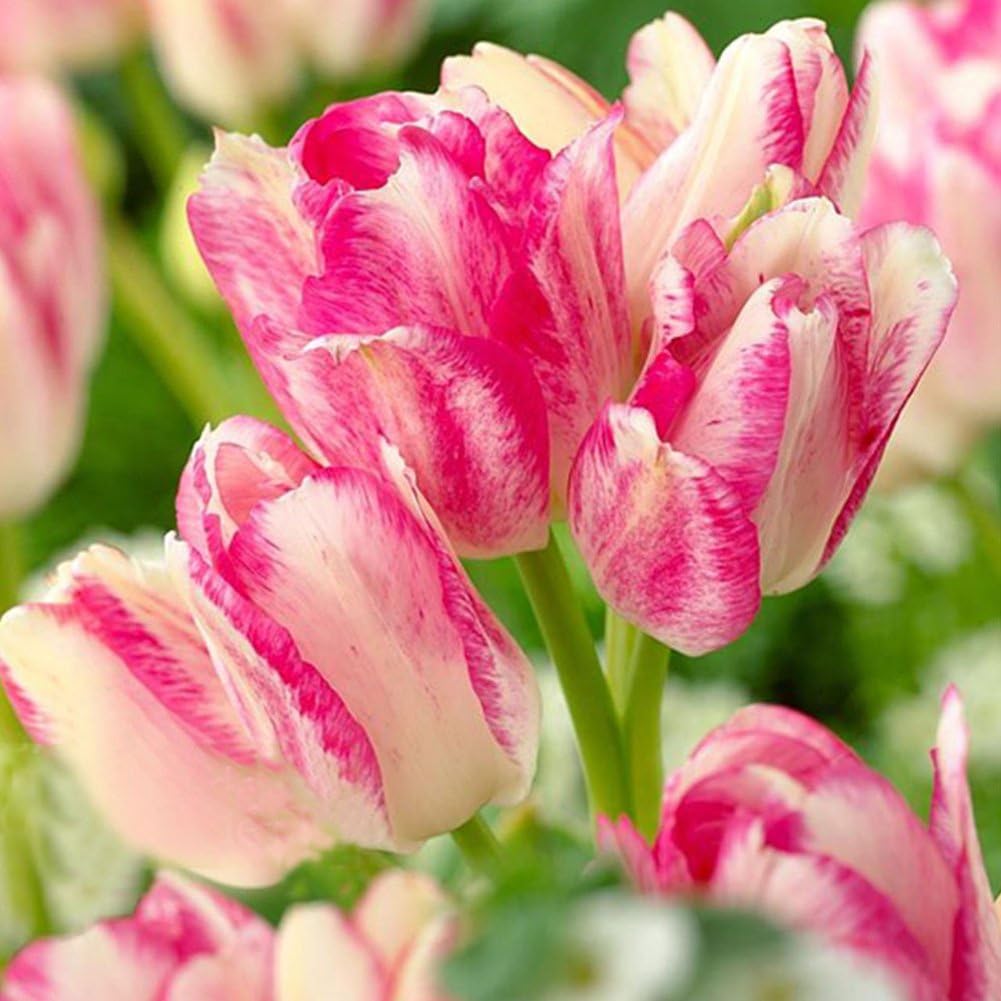 Tulip Bulbs/Seeds, Move on Variety Beautiful Flower Floral