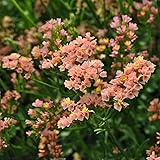 50+ Pacific Apricot Statice Flower Seeds Cut-Flower