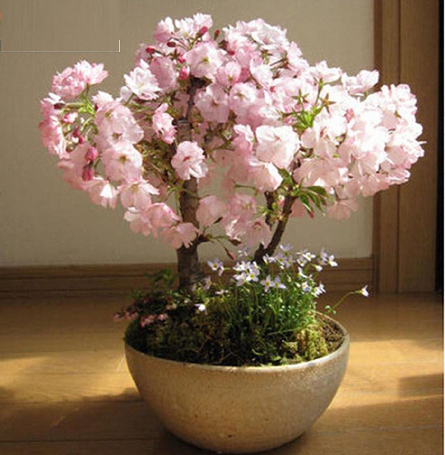 fino shop Japanese Sakura Seeds Cherry Blossoms Seeds Japanese Cherry Cerasus Yedoensis Biji Bonsai Flower Seeds Drop Shipping - 10 PCS