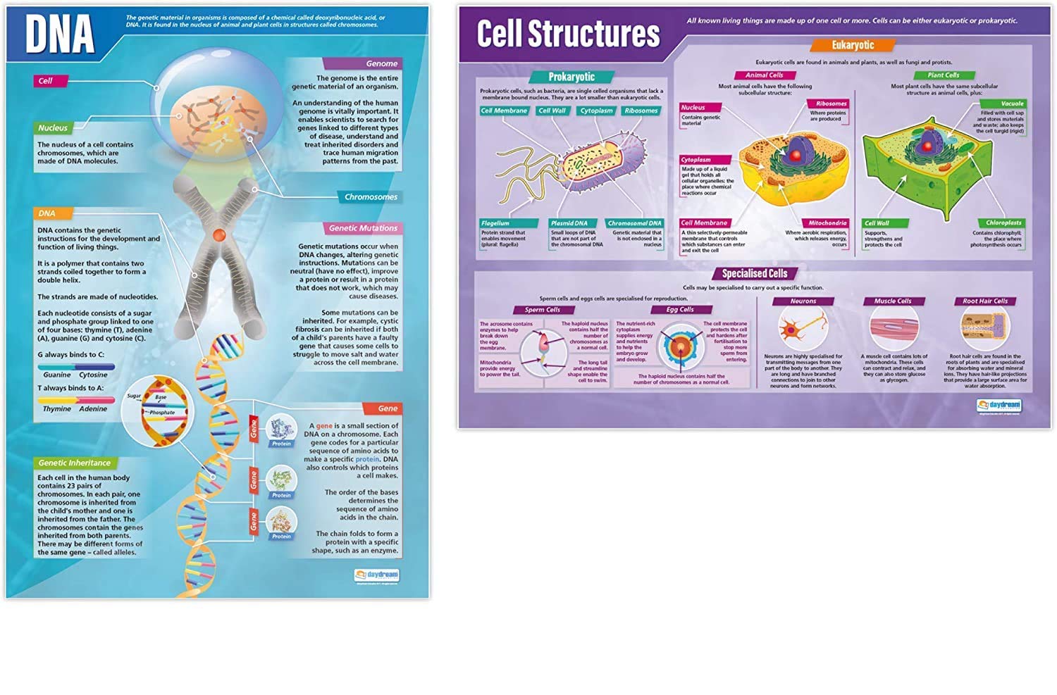 DNA and Cell Structure Posters - Set of 2 | Science Posters | Gloss Paper measuring 850mm x 594mm (A1) | Science Charts for the Classroom | Education Charts by Daydream Education