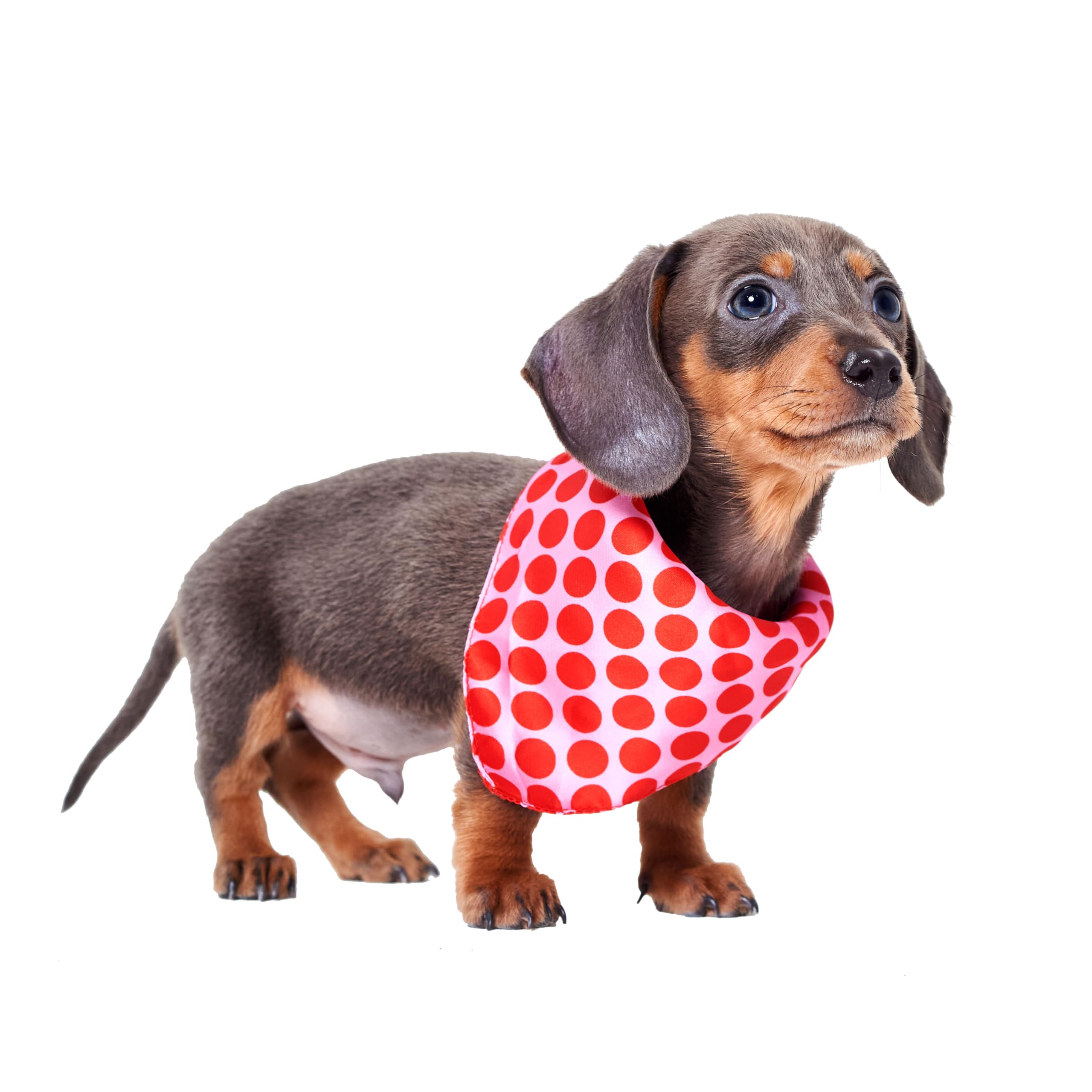 Red Nose Day 2025 Polka Dot Dog Bandana S/M - On Behalf of Comic relief