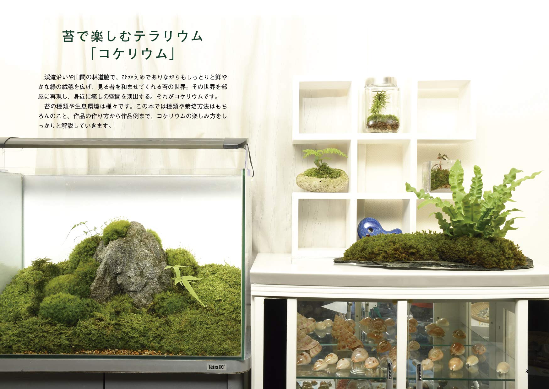 苔で楽しむテラリウム 富沢 直人 本 通販 Amazon