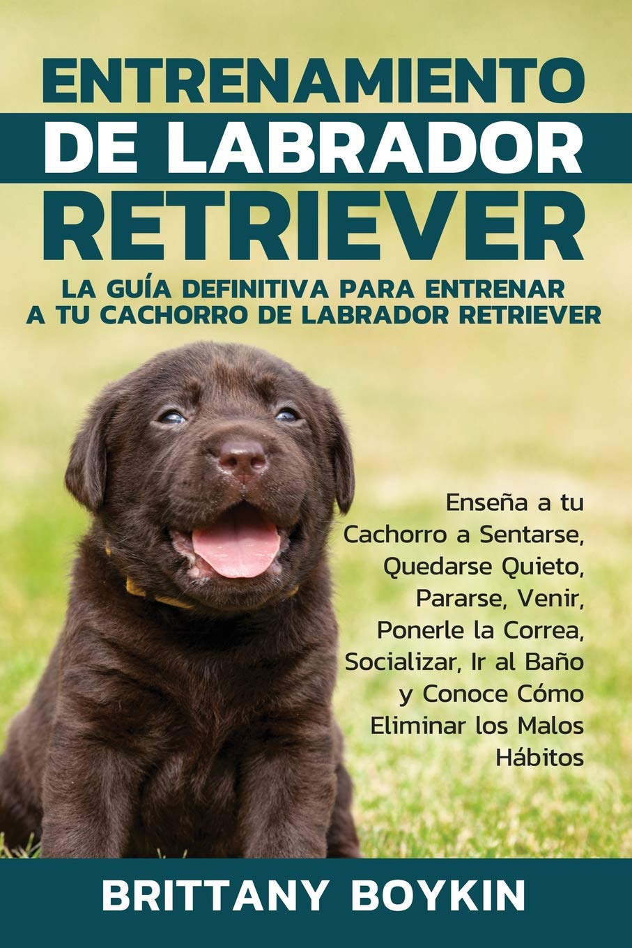 Como Educar A Mi Cachorro Labrador